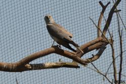 Wasit Wetland Centre