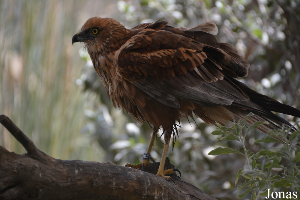 Wasit Wetland Centre