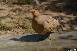 Wasit Wetland Centre