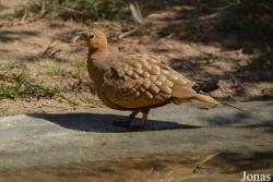 Wasit Wetland Centre