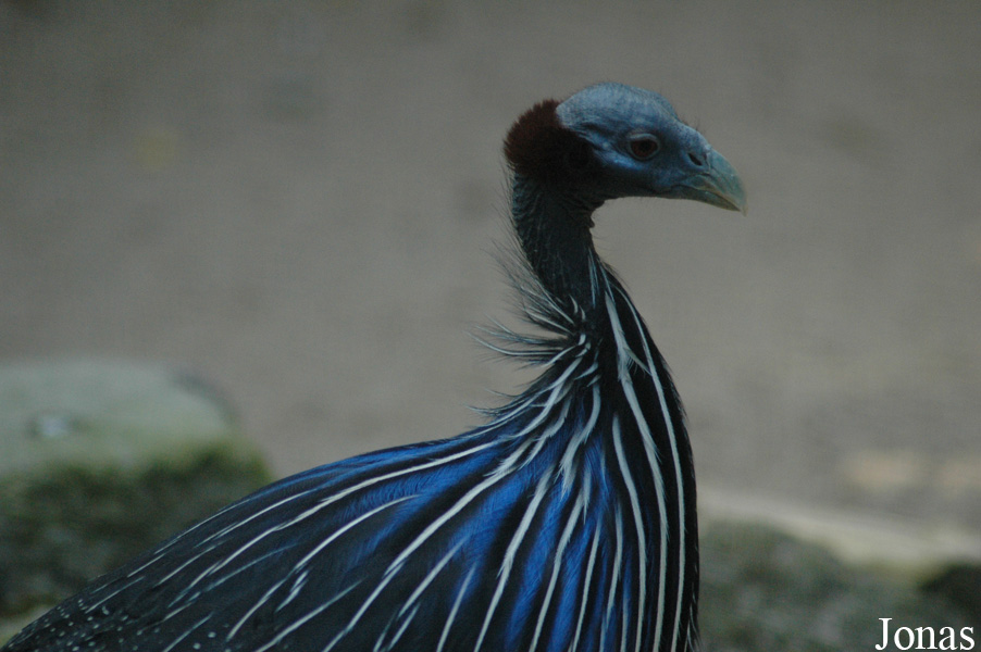 Vogelpark Walsrode