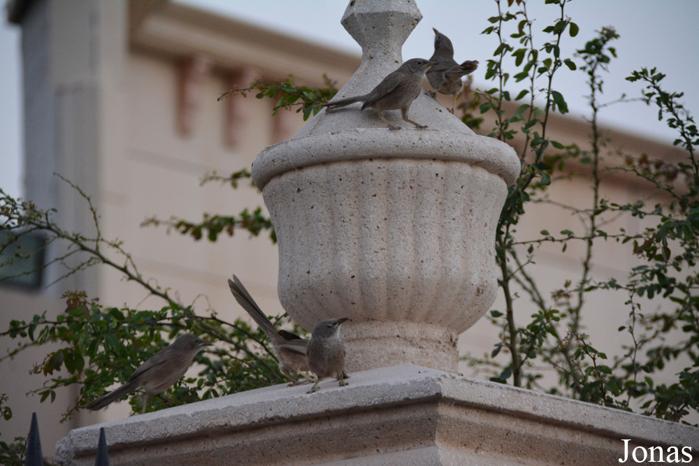 Sharjah