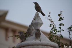 Sharjah