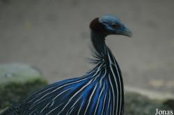 Numididae