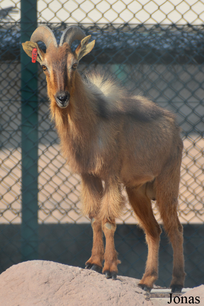 Sharjah Desert Park