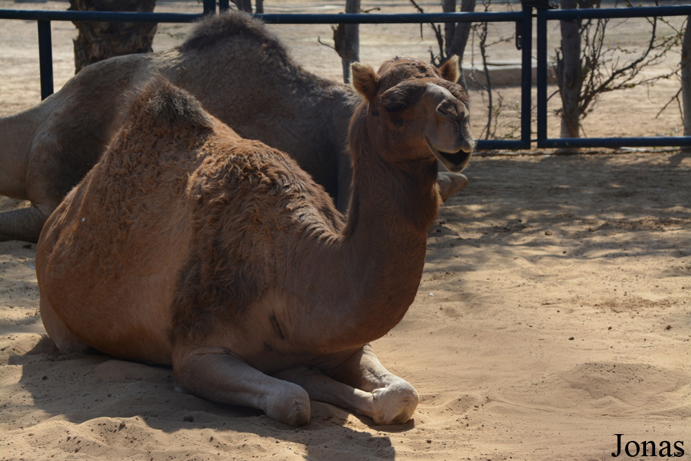 Sharjah Desert Park