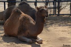Sharjah Desert Park