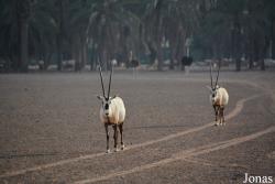 Sharjah Desert Park