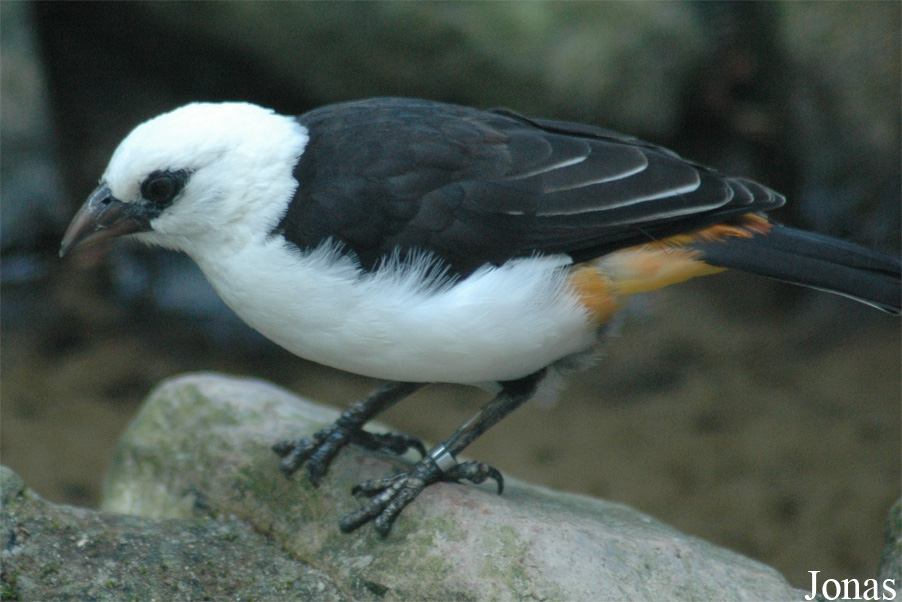 Vogelpark Walsrode