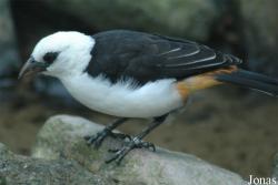 Ploceidae
