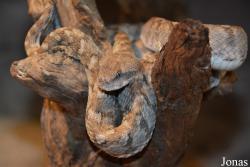 Echis omanensis