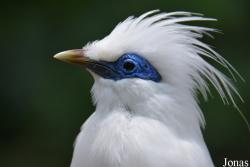 Leucopsar rothschildi
