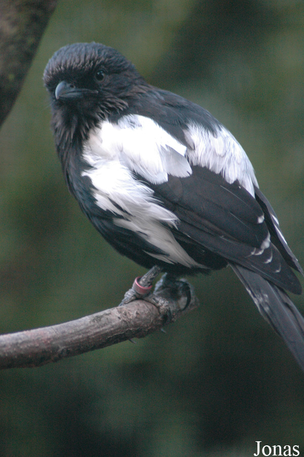 Vogelpark Walsrode
