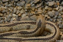 Telescopus nigriceps