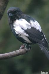 Vogelpark Walsrode