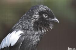 Lanius melanoleucus