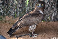Kalba Bird of Prey Centre
