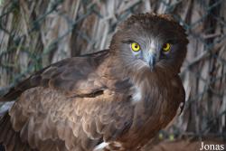 Kalba Bird of Prey Centre