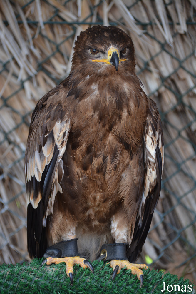 Kalba Bird of Prey Centre