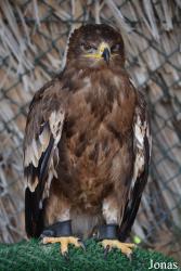 Kalba Bird of Prey Centre