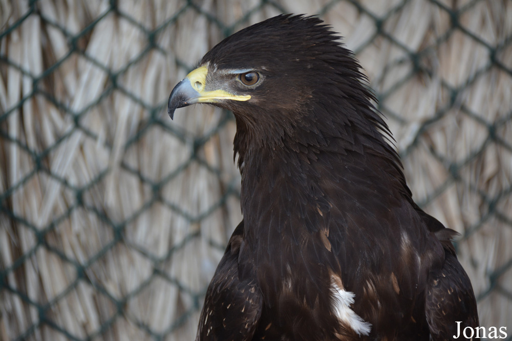 Kalba Bird of Prey Centre