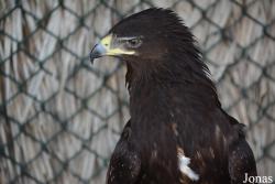 Kalba Bird of Prey Centre