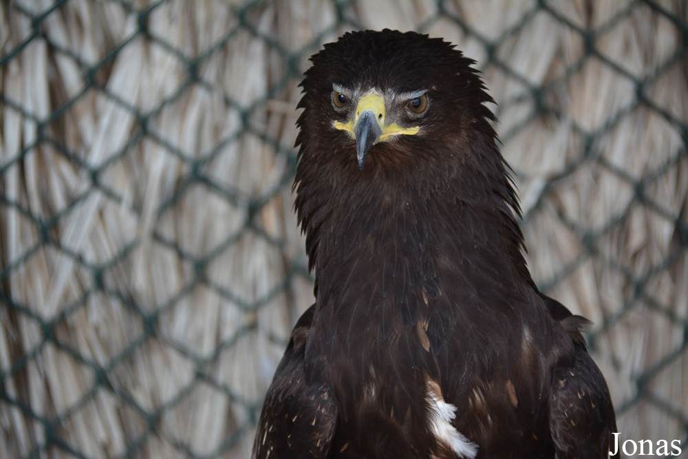 Kalba Bird of Prey Centre