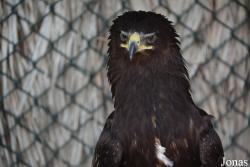 Kalba Bird of Prey Centre