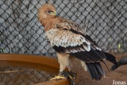 Kalba Bird of Prey Centre