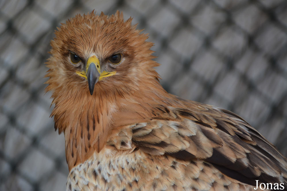 Kalba Bird of Prey Centre