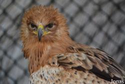 Kalba Bird of Prey Centre