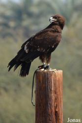 Kalba Bird of Prey Centre