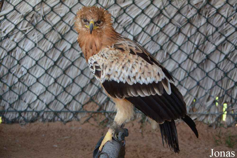 Kalba Bird of Prey Centre