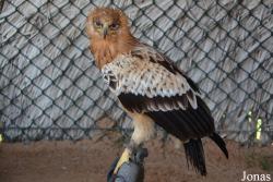 Kalba Bird of Prey Centre