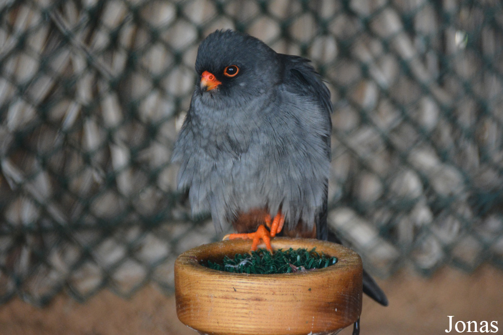 Kalba Bird of Prey Centre