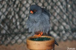 Kalba Bird of Prey Centre