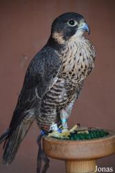 Kalba Bird of Prey Centre