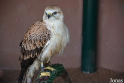 Kalba Bird of Prey Centre