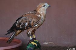Kalba Bird of Prey Centre