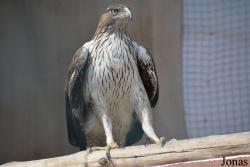 Kalba Bird of Prey Centre