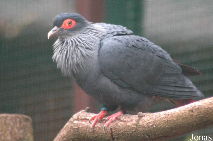 Vogelpark Walsrode