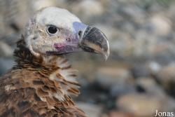 Kalba Bird of Prey Centre