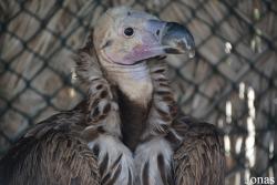 Kalba Bird of Prey Centre