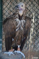 Kalba Bird of Prey Centre