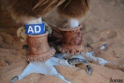 Kalba Bird of Prey Centre