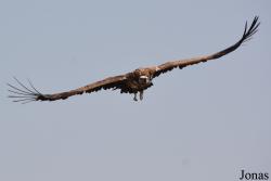 Kalba Bird of Prey Centre