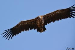 Kalba Bird of Prey Centre