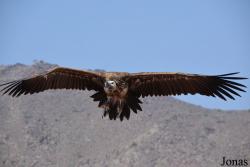 Kalba Bird of Prey Centre