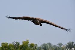 Kalba Bird of Prey Centre