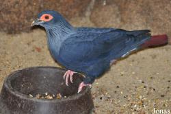 Alectroenas madagascariensis